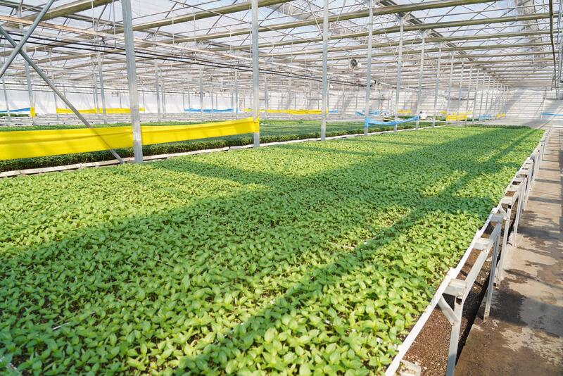 В ТУРКЕСТАНСКОЙ ОБЛАСТИ ВНЕДРЯЮТСЯ ЭКОЛОГИЧЕСКИ ЭФФЕКТИВНЫЕ СПОСОБЫ ОТОПЛЕНИЯ ТЕПЛИЦ