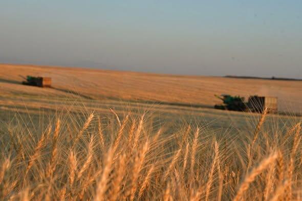 В ТУРКЕСТАНСКОЙ ОБЛАСТИ АКТИВНО ВЕДЕТСЯ ВЕСЕННЯЯ ПОСЕВНАЯ КАМПАНИЯ