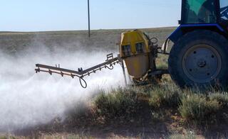 Защитные мероприятия против саранчовых проведены на площади 844 тыс га