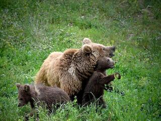 Алматинский зоологический парк объявляет акцию по приёму использованных новогодних ёлок