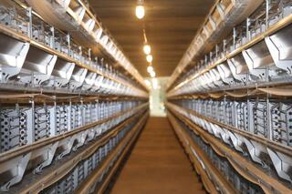 ТУРКЕСТАН: В САРЫАГАШСКОМ РАЙОНЕ РАЗВИВАЮТ ПТИЦЕВОДСТВО