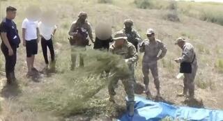 Факт хранения более 24 кг марихуаны с целью сбыта пресечен в Жамбылской области