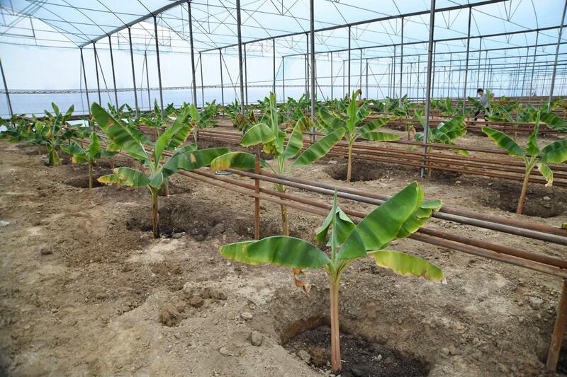 ТУРКЕСТАН: В ОТЫРАРЕ НАЧАЛИ ВЫРАЩИВАТЬ БАНАНЫ