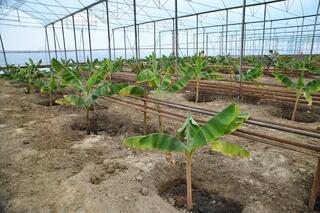 ТУРКЕСТАН: В ОТЫРАРЕ НАЧАЛИ ВЫРАЩИВАТЬ БАНАНЫ