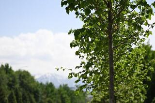 В Алматы начинается четырехэтапная биологическая обработка зеленого фонда