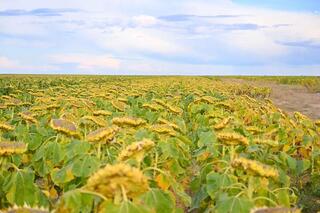 Аким области посетил крестьянское хозяйство «Алтын-Алтай»