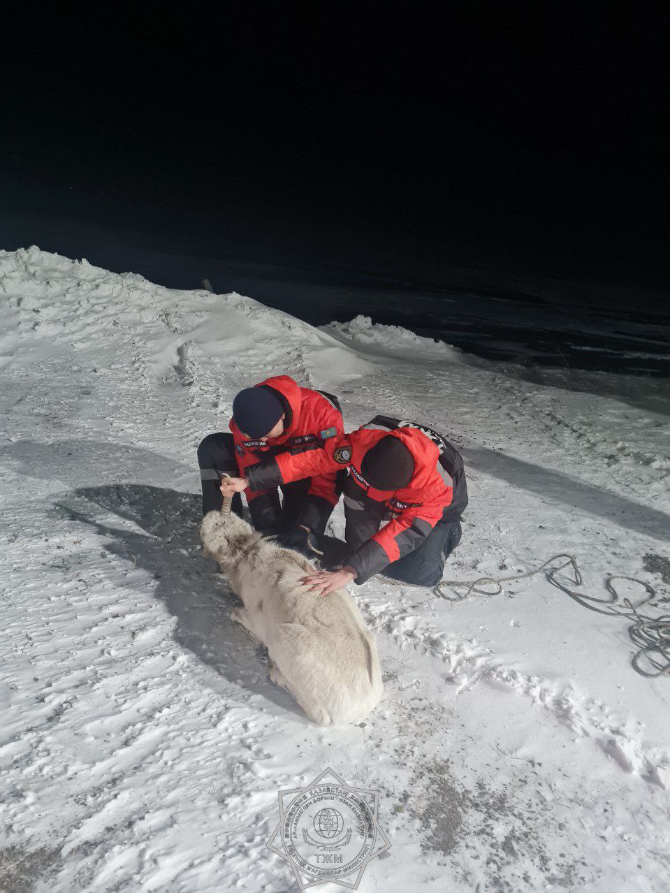 В 2025 году спасатели МЧС спасли более 400 животных по всей стране