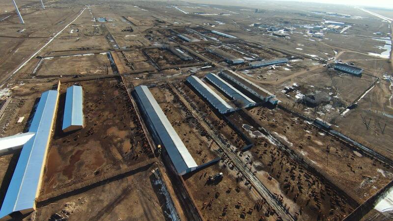 Калмыцкая порода КРС набирает популярность в Акмолинской области