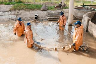 В Махамбетском районе будет введён в эксплуатацию завод по выращиванию рыбы с годовой мощностью 130 тонн