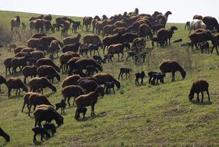 Начинается важный сезон для животноводов