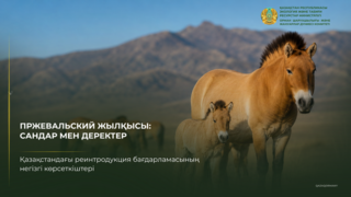 Возвращение лошади Пржевальского в казахстанскую степь продолжается