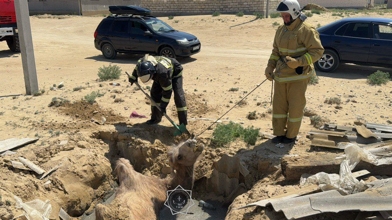 В 2025 году спасатели МЧС спасли более 400 животных по всей стране