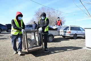 Как в Жетісу решают проблему бродячих животных