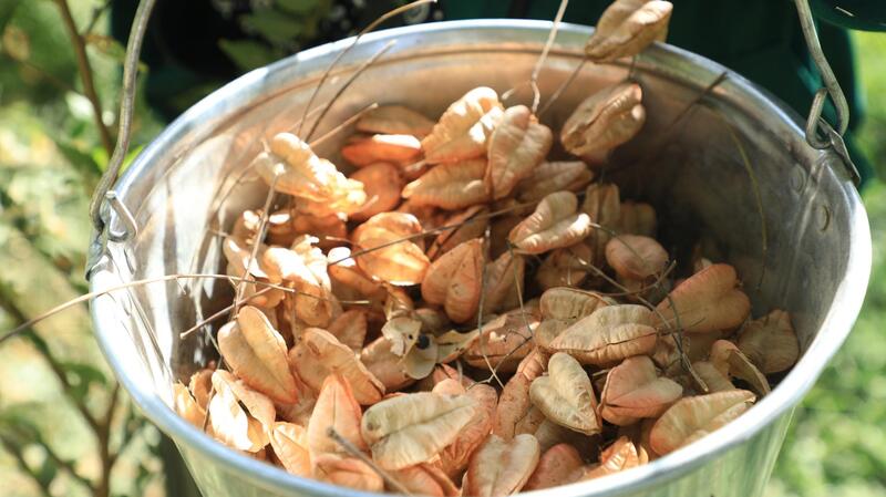 ТУРКЕСТАН: В АРЫСИ ВНЕДРЕН УНИКАЛЬНЫЙ ДЛЯ РЕГИОНА МЕТОД ОЗЕЛЕНЕНИЯ