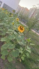 Таза Қазақстан: столичные учащиеся посадили кукурузу и подсолнечник возле школы