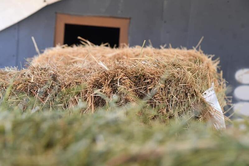 АГРАРИИ ТУРКЕСТАНСКОЙ ОБЛАСТИ ОБЕСПЕЧИВАЮТСЯ КОРМОВОЙ ПШЕНИЦЕЙ ПО ЛЬГОТНЫМ ЦЕНАМ