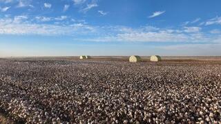 Проект полного цикла: в Туркестанской области создадут масштабный кластер от выращивания хлопка до изготовления одежды