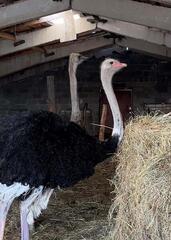 «Ауыл аманаты» - новый шанс для сельского предпринимательства