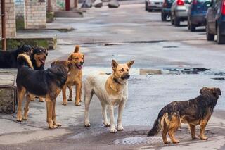 В Талдыкоргане до 31 января текущего года будет решен вопрос по отлову собак