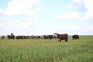 Аким области ознакомился с работой сельхозпредприятия «Агрофирма Приречное»