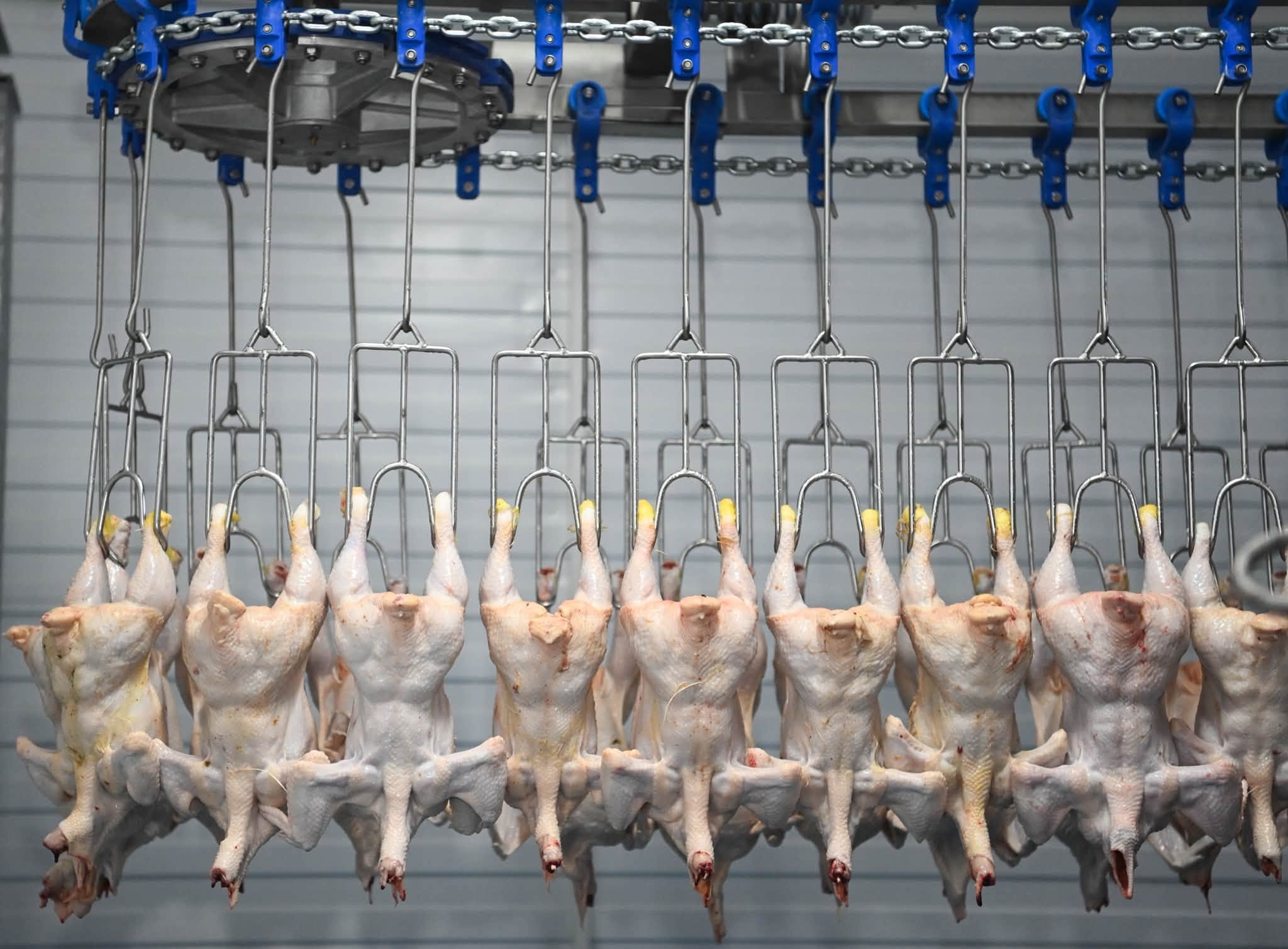 В Жанакорганском районе открылась птицефабрика