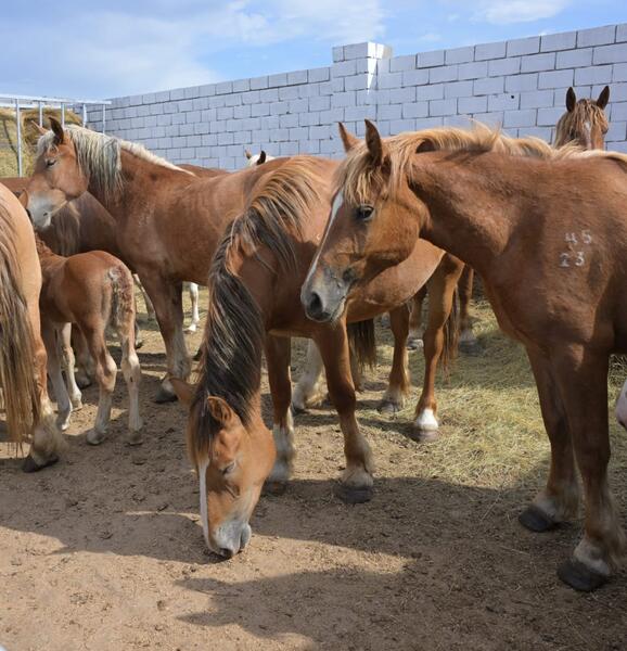 Аким области Асаин Байханов посетил с рабочей поездкой Щербактинский район