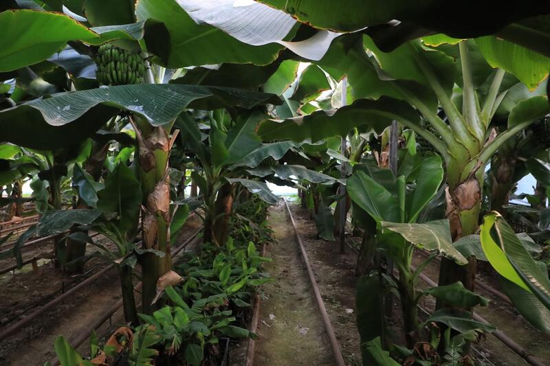 В САРЫАГАШСКОМ РАЙОНЕ ВЫРАЩИВАЮТ ВСЕМИРНО ИЗВЕСТНЫЙ СОРТ БАНАНОВ «КАВЕНДИШ»