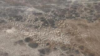 Авиамониторинг: в Карагандинской области считают архаров, косуль и сайгаков