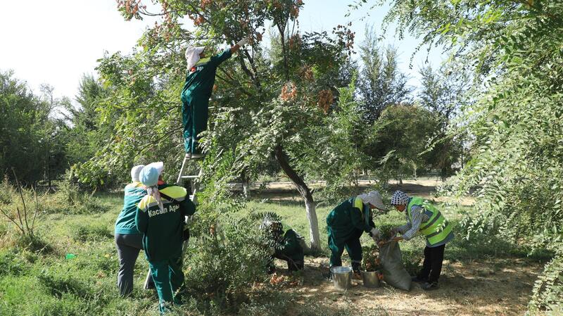 ТУРКЕСТАН: В АРЫСИ ВНЕДРЕН УНИКАЛЬНЫЙ ДЛЯ РЕГИОНА МЕТОД ОЗЕЛЕНЕНИЯ