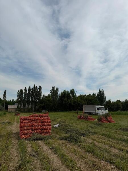 В Туркестанской области собирают лук и готовятся к уборке капусты