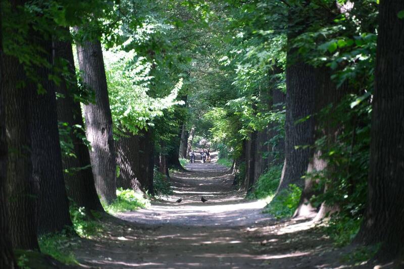 В Алматы продолжается комплексная работа по сохранению и восстановлению Рощи Баума