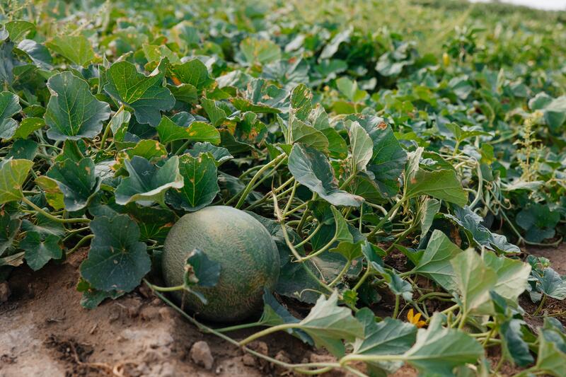 В Индерайском районе готовятся 62 тысячи тонн сена и 1 300 га зерновых для зимнего периода