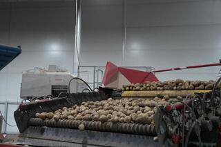 Прогноз балансов лука репчатого и картофеля в Казахстане 25.11.2025