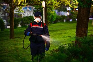 В Алматы ежедневно обрабатывают деревья от вязовых клопов