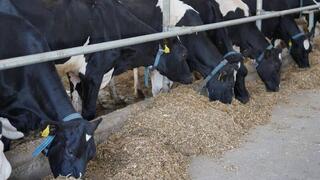 Онлайн-сервисы, умные фермы и ветеринарная телемедицина: как Казахстан переходит к цифровому животноводству