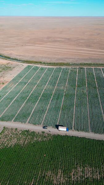 В Атырау с начала посевной кампании собрано 104,5 тысячи тонн урожая