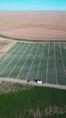 В Атырау с начала посевной кампании собрано 104,5 тысячи тонн урожая