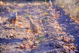Сотни фазанов были выпущены в зеленый пояс столицы