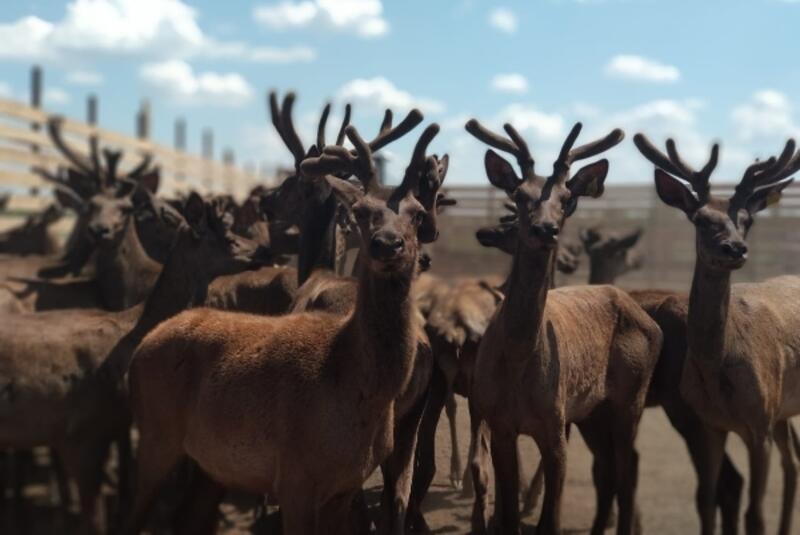 Уникальная пантолечебница «Зару» привлекает туристов со всей страны