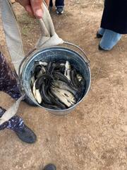 В реку Есиль выпущено более 237 тысяч сеголеток белого амура