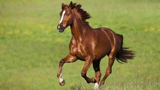 Глава государства подписал закон о сохранении отечественной породы лошадей