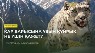 Зачем снежному барсу такой длинный хвост?