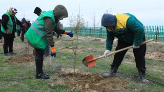 ТУРКЕСТАН: ПОСАЖЕНЫ ПЕРВЫЕ САЖЕНЦЫ, ВЫРАЩЕННЫЕ В ПИТОМНИКЕ В АРЫСЕ