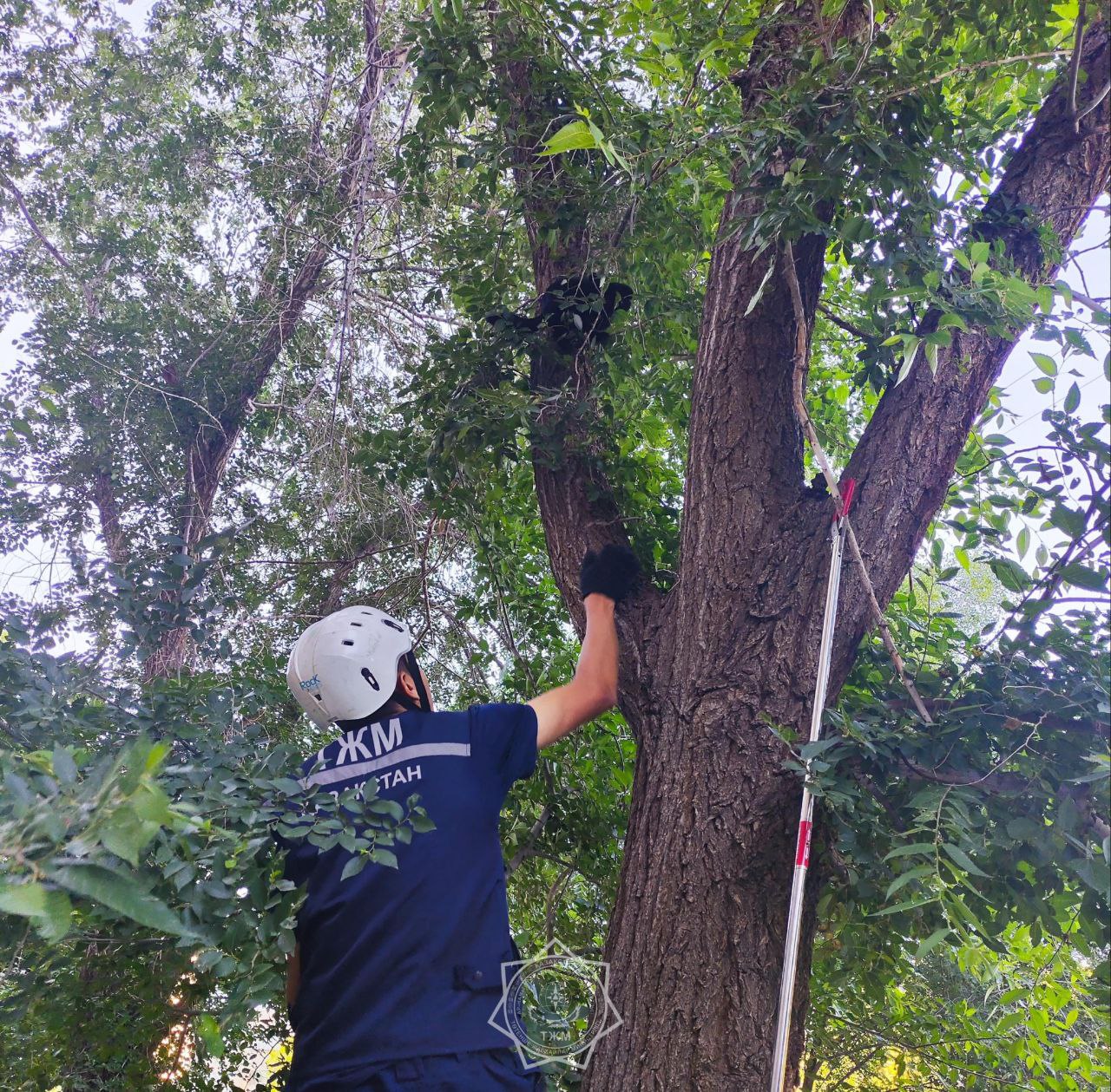 В 2025 году спасатели МЧС спасли более 400 животных по всей стране