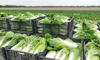 «Вода поступает вовремя, урожай хороший», – аграрии Туркестанской области вырастили первый урожай капусты за 45 дней