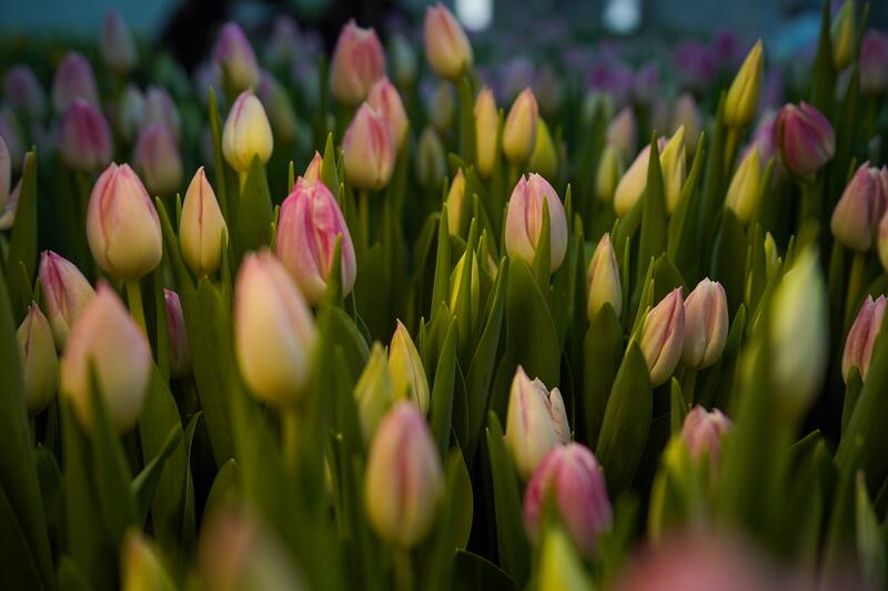 В ТУРКЕСТАНЕ В БОТАНИЧЕСКОМ САДУ УНИВЕРСИТЕТА ЗАЦВЕЛИ ТЮЛЬПАНЫ