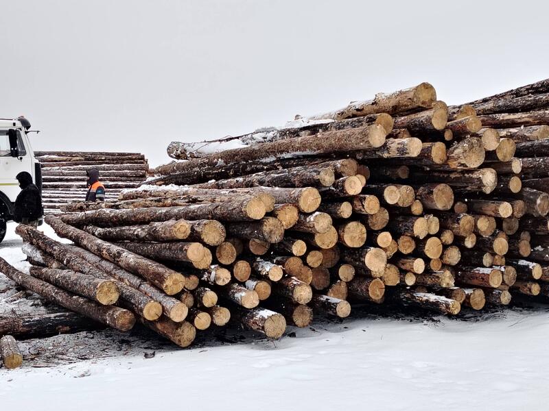 В Казахстане подведены итоги пилотного проекта по маркировке древесины