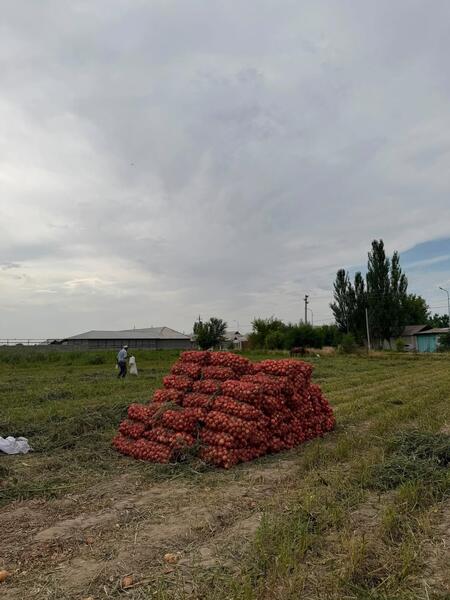 В Туркестанской области собирают лук и готовятся к уборке капусты