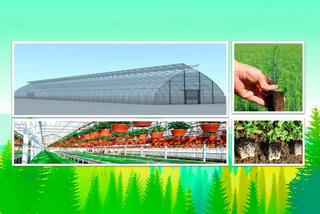 В Семее открылся лесной питомник