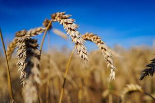 25,9 млн тонн зерновых намолочено в Казахстане